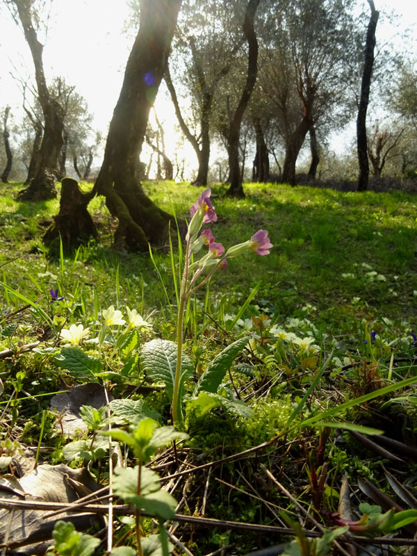 cultivar di P. vulgaris, Primula vulgaris e Primula veris